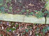 image of grave number 957782